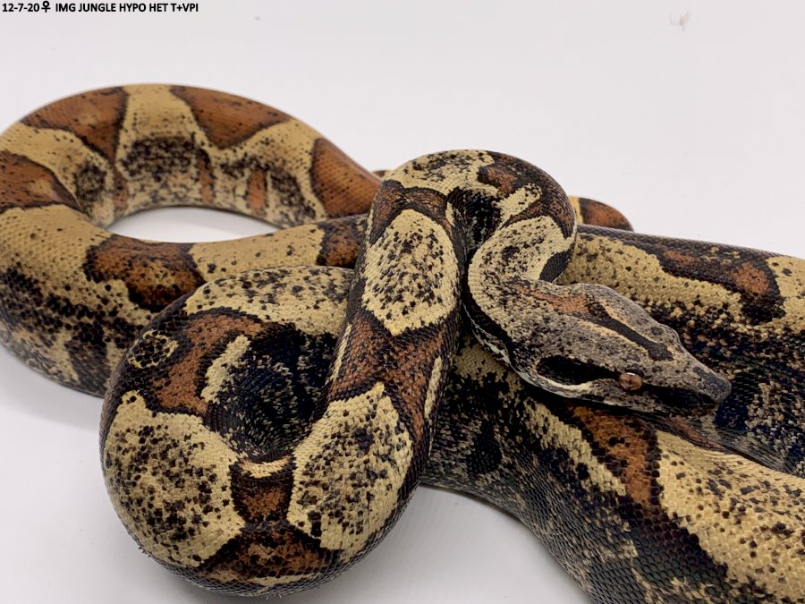 IMG JUNGLE HYPO HET T+ VPI